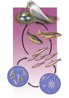 Food Chain by Jennifer Fairman, CMI, FAMI 