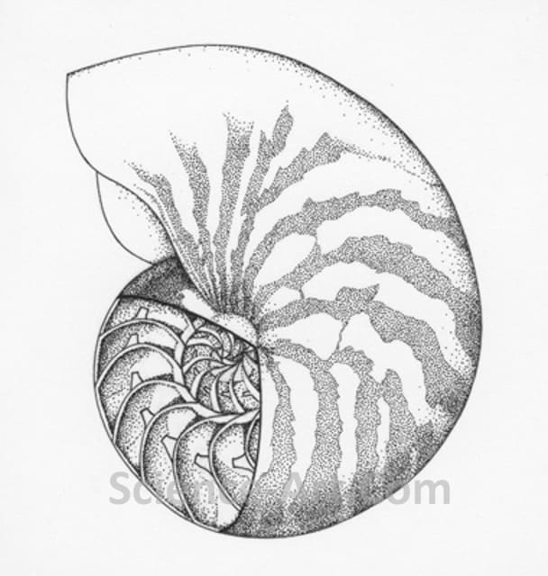Nautilus by Margaret Garrison 