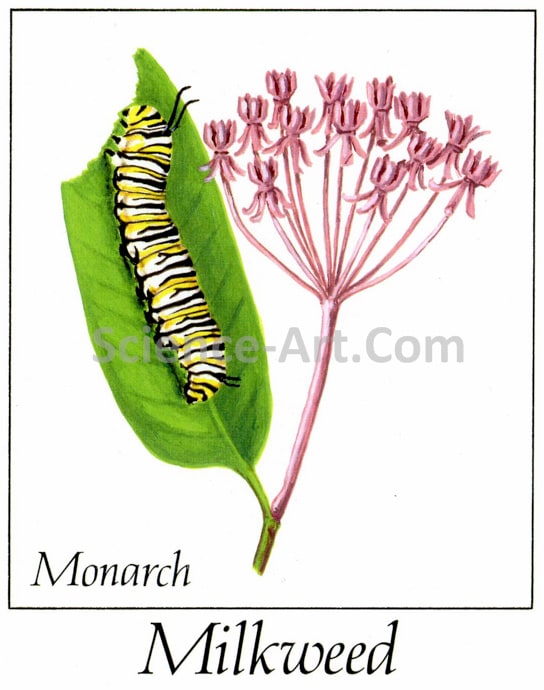 Monarch Caterpillar on Milkweed by Margaret Garrison 