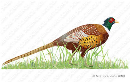 Ring-Necked Pheasant (Phasianus colchicus) by Erica Beade 