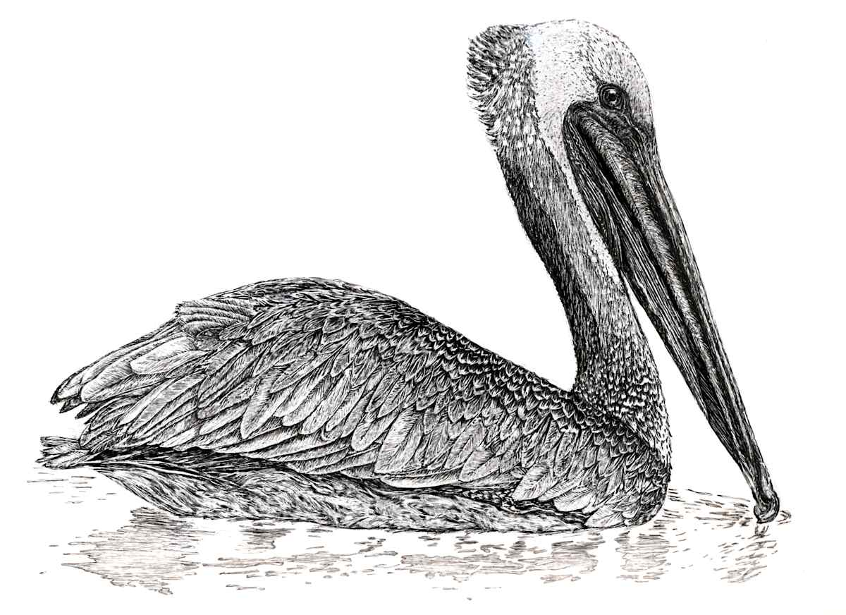 Brown Pelican by Bridget Bailey 