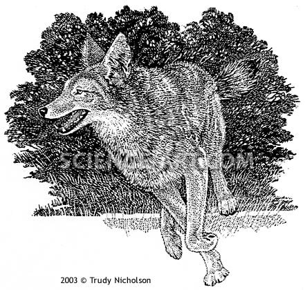 Running Coyote (Canis latrans) by Trudy Nicholson 