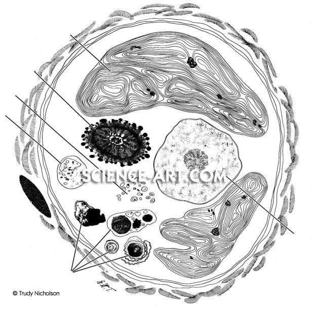 Cell Diagram by Trudy Nicholson 