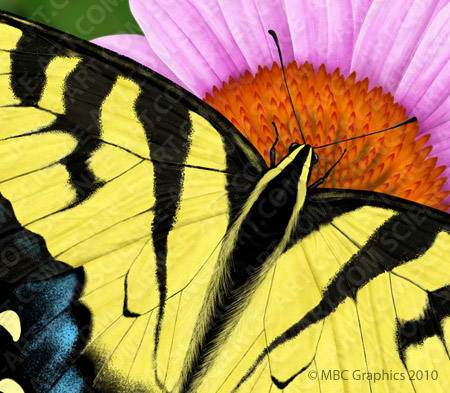 Eastern Tiger Swallowtail - Detail by Erica Beade 