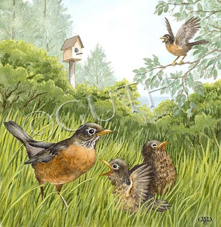 Robin Family by Gail Guth 
