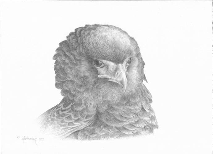 Bateleur Eagle by Dorie Petrochko 