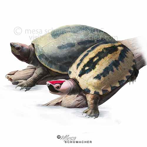 Painted terrapin by Mesa Schumacher 