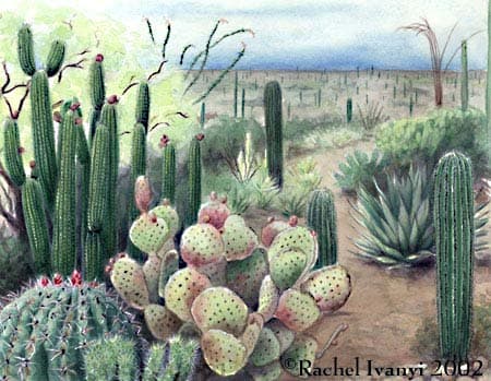 Cactus by Rachel Ivanyi, AFC 
