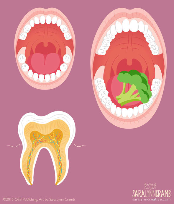 Adult and Child Teeth Illustrations by Sara Cramb 