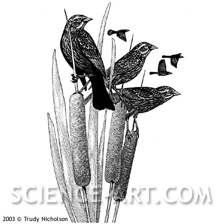 Red-winged Blackbirds on Cattails by Trudy Nicholson 