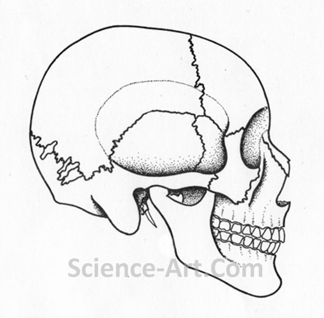 Human Skull by Margaret Garrison 