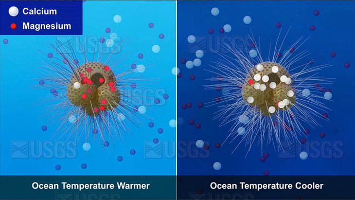 A foram in warm vs. cool ocean conditions by Betsy Boynton 