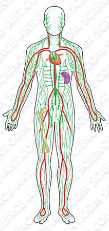 Human Lymphatic System by Erica Beade 