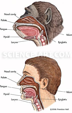 Comparing Chimp-human Supralaryngeal Airway by Gail Guth 