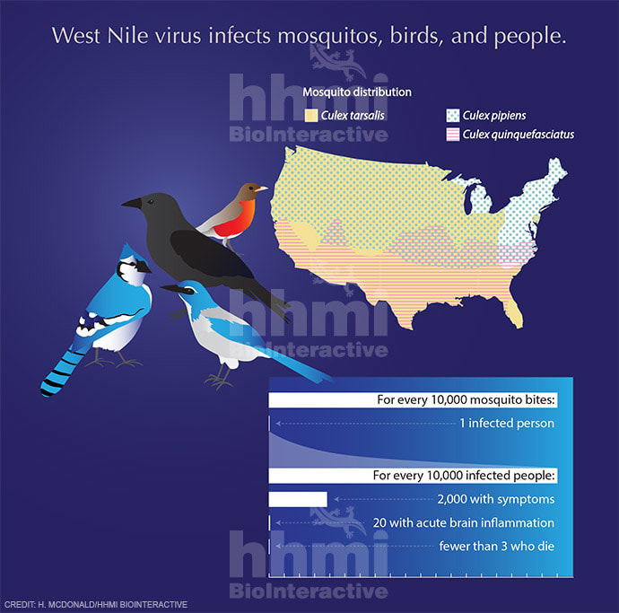 Effects of West Nile virus by Heather McDonald 