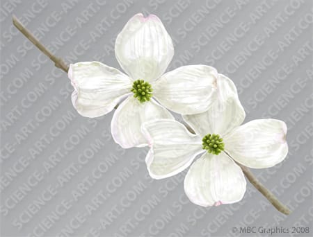 Flowering Dogwood (Cornus florida) by Erica Beade 