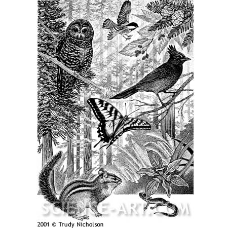 Northern California Coast Ecosystem by Trudy Nicholson 