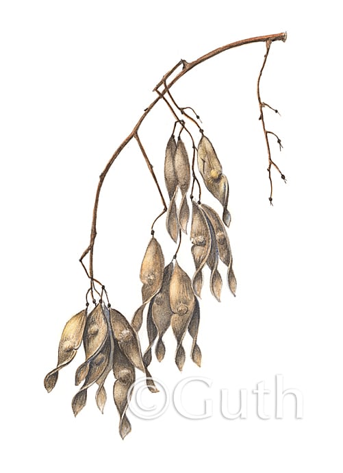 Alianthus Seedpods by Gail Guth 