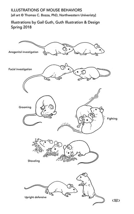 Mouse Behaviors by Gail Guth 