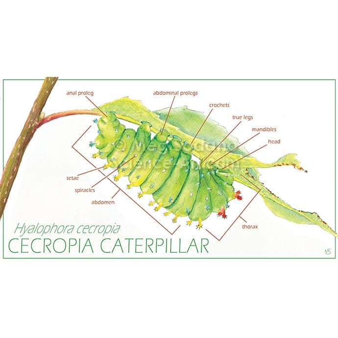 Anatomy of Cecropia Caterpillar by Meg Sodano 