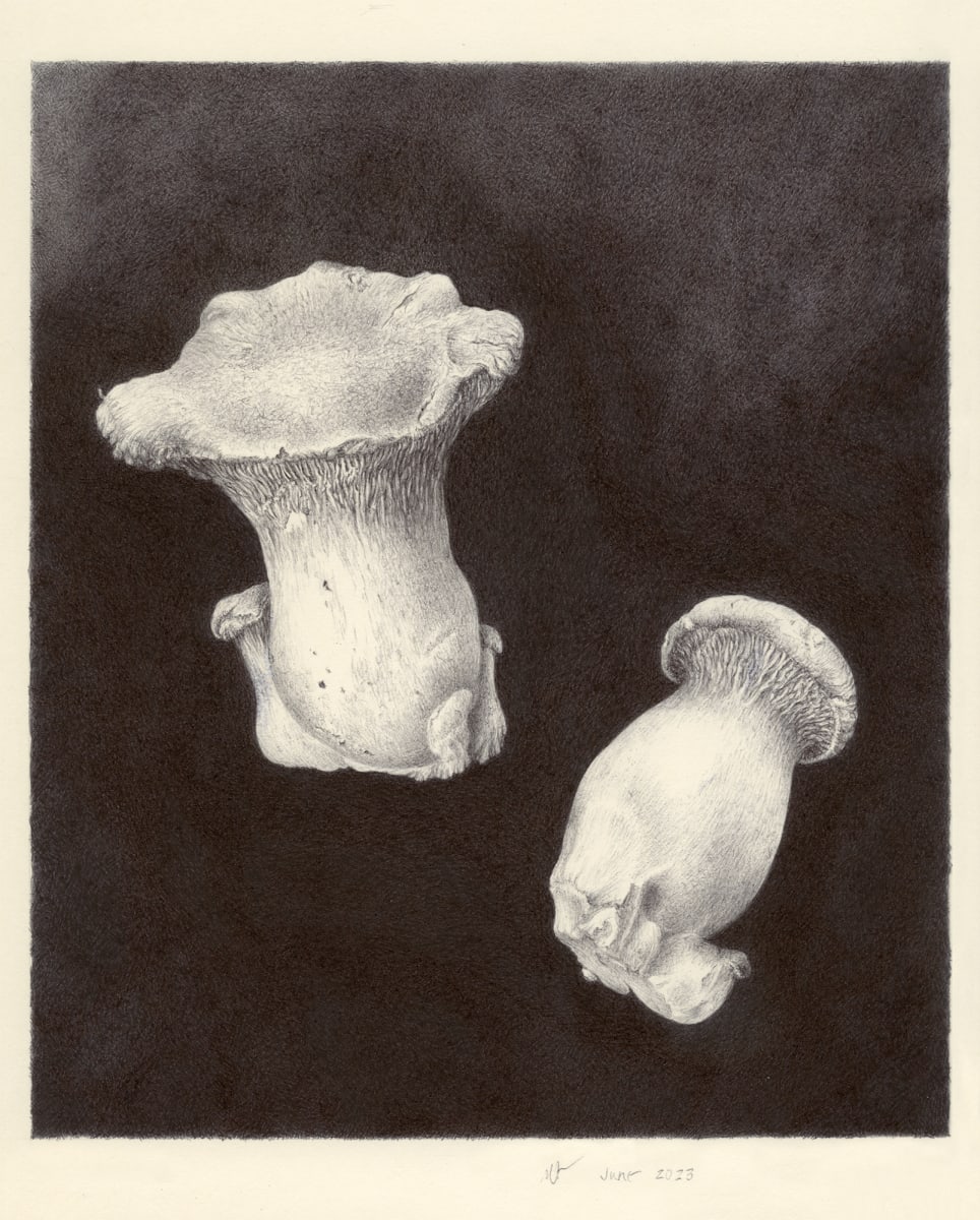 Pleurotus eryngii, King Trumpet mushrooms by Deb Shaw 