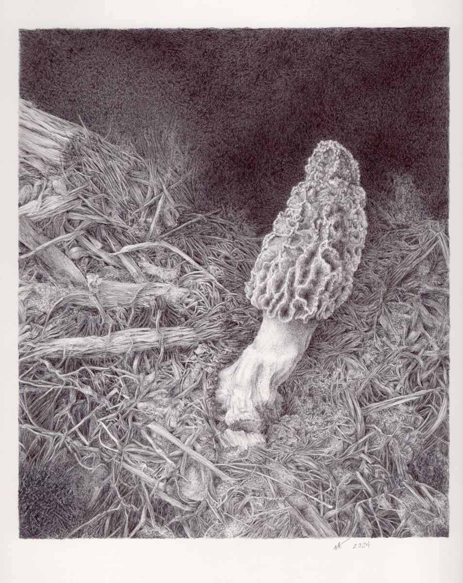A Morel Volunteered in the Mulch: Morchella rufobrunnea by Deb Shaw 
