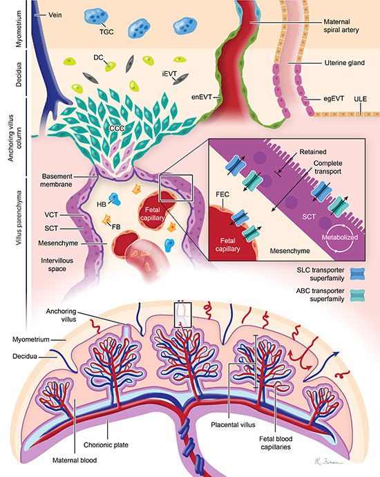 Placental anatomy by Kelly Finan 