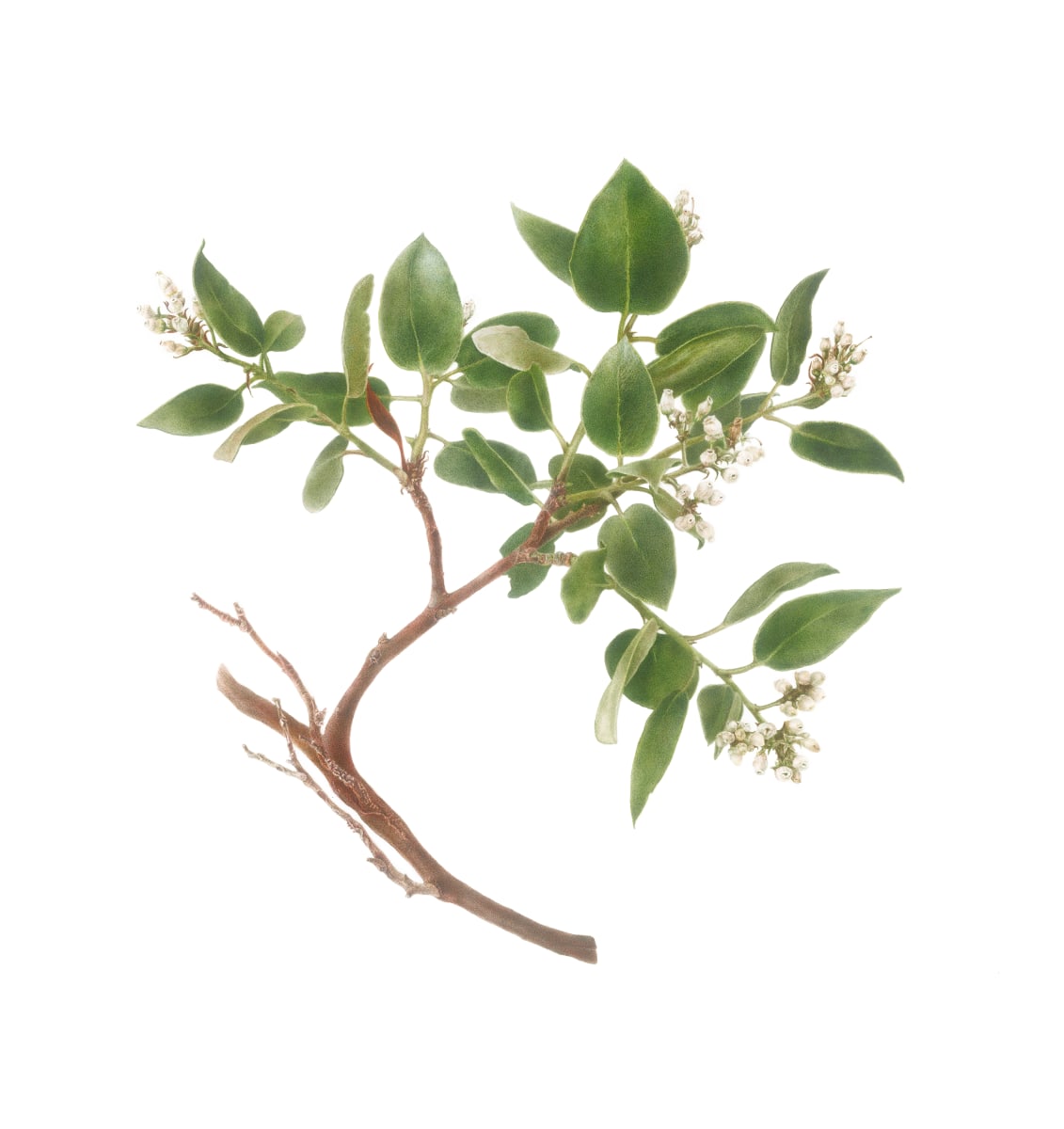 Arctostaphylos manzanita ssp. laevigata (Contra Costa Manzanita) by Deb Shaw 
