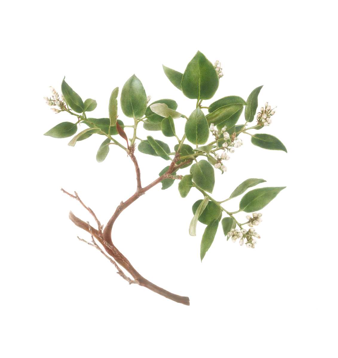 Arctostaphylos manzanita subsp. laevigata, Contra Costa Manzanita by Deb Shaw 