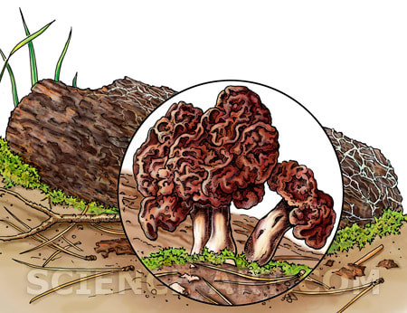 Mushroom decomposer - Gypomitra esculenta by Marjorie Leggitt 