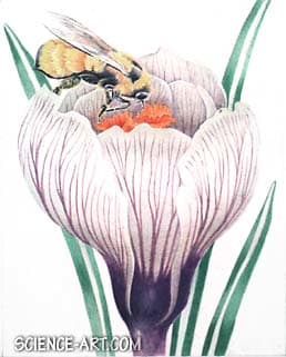 Bumblebee on Crocus by Richard Rauh 