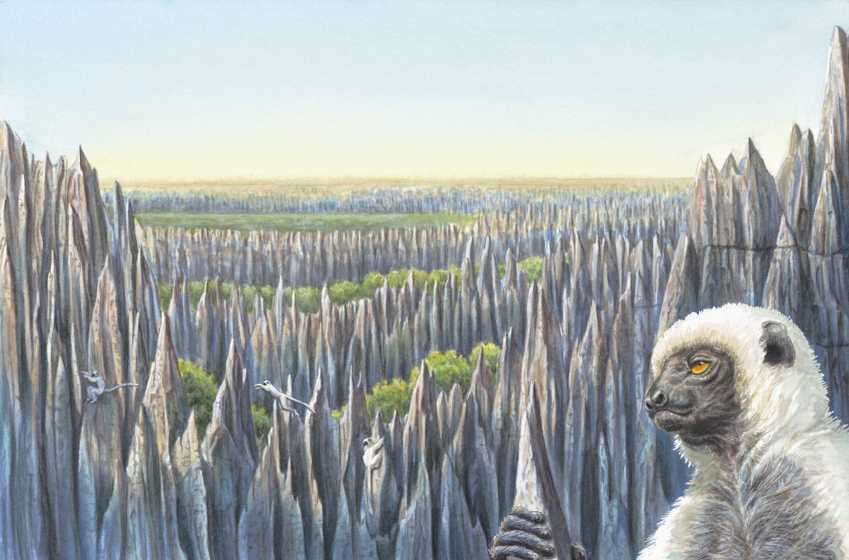 Von der Decken's sifaka; Sifakas and Woods of Madagascar by Utako Kikutani 