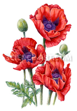 Oriental Poppy watercolor illustration by Marjorie Leggitt 