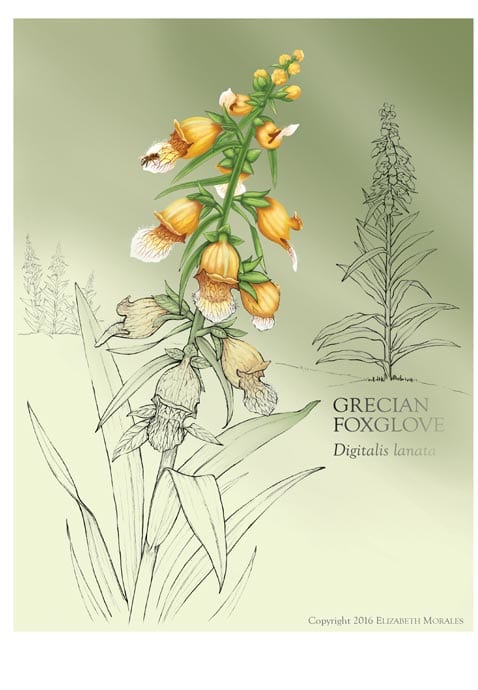 Grecian Foxglove by Elizabeth Morales 