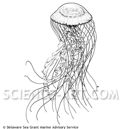 Sea Nettle Chrysaora sp. by John Norton 