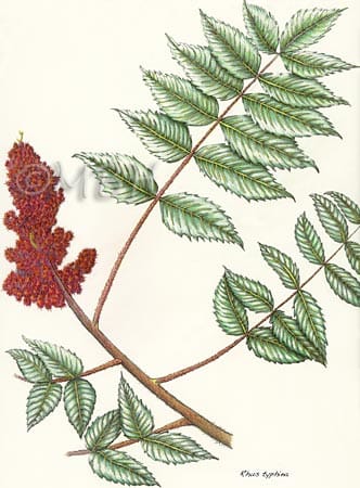 Rhus typhina by MaryBeth Hinrichs 