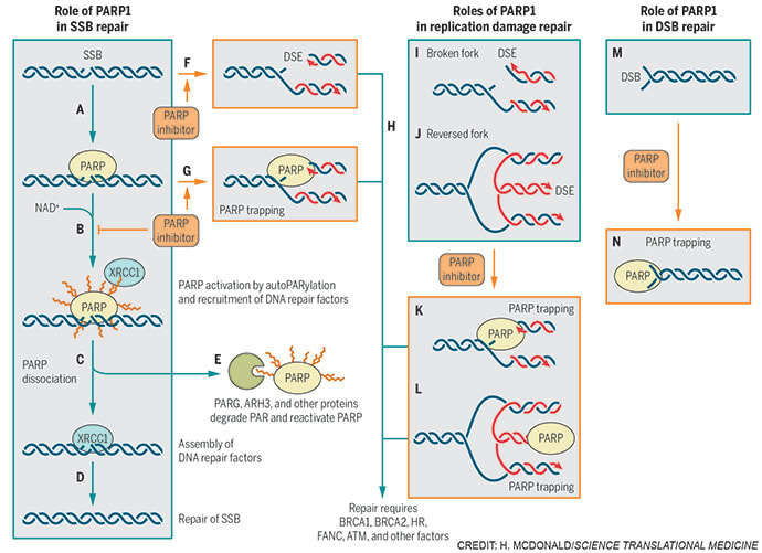 PARP1 function and inhibition by Heather McDonald 