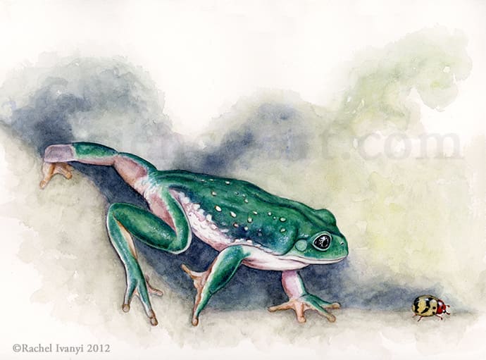 Mexican Leaf Frog by Rachel Ivanyi, AFC 