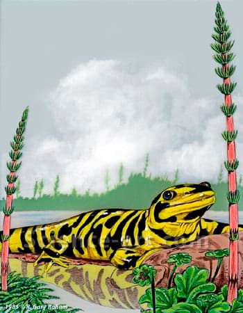 Tiger Salamander by R. Gary Raham 