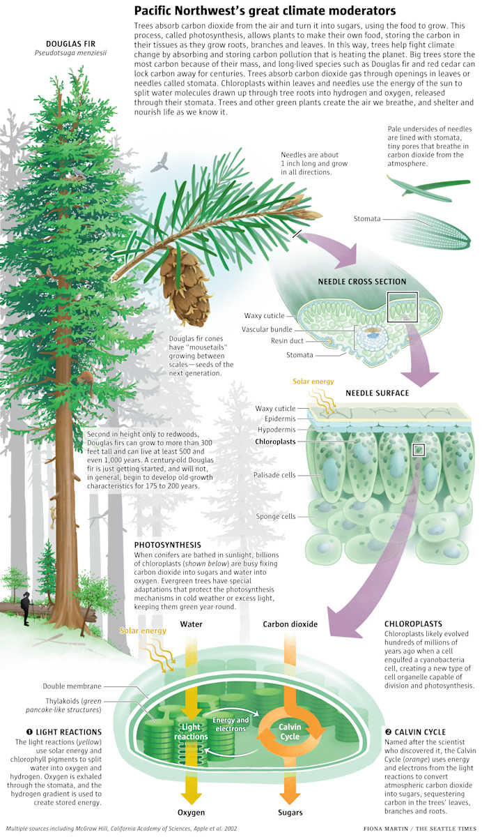 Pacific Northwest's great climate moderators by Fiona Martin 
