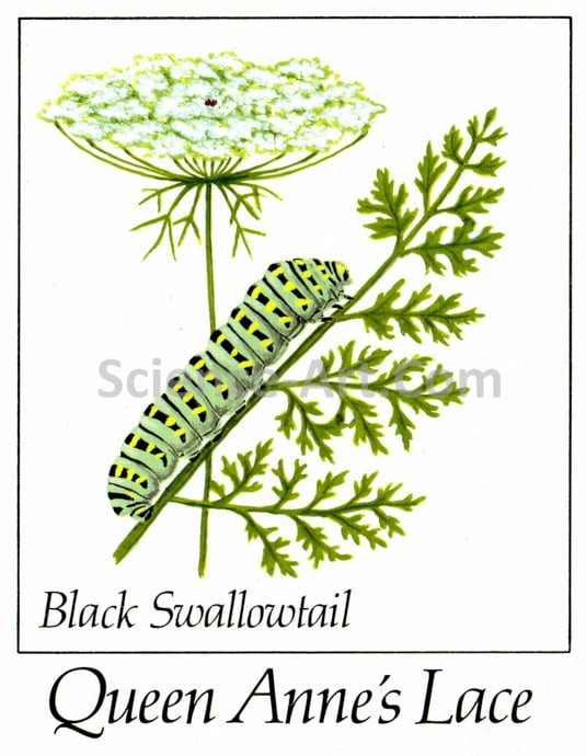 Black Swallowtail on Queen Anne's Lace by Margaret Garrison 