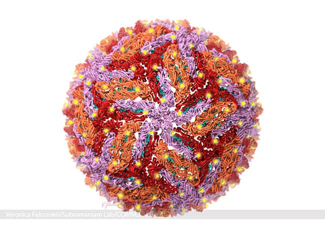 Zika Virus Structure by Veronica Falconieri Hays 