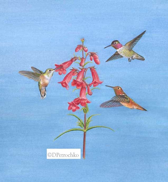 Hummingbirds of Oregon by Dorie Petrochko 