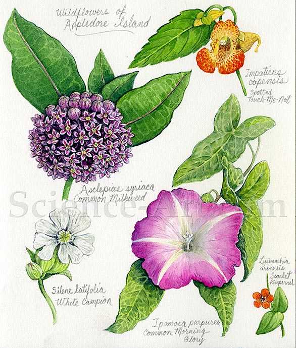 Wildflowers of Appledore Island, Maine by Carol Schwartz 