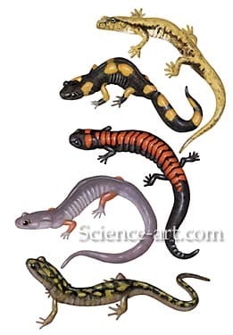 Salamanders by Rachel Ivanyi, AFC 