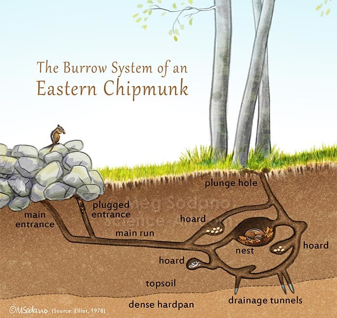Burrow System of an Eastern Chipmunk by Meg Sodano 