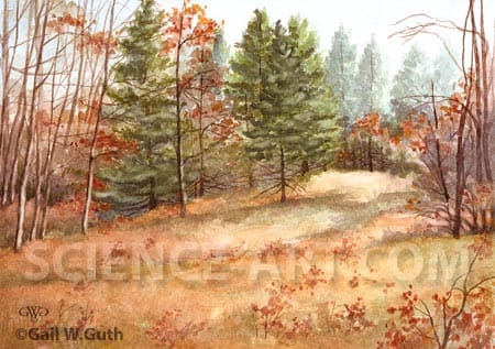 Autumn Woods by Gail Guth 