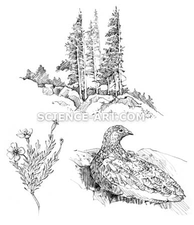 Alpine tundra flora, fauna by Marjorie Leggitt 