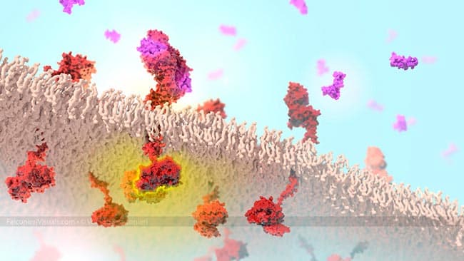 EGFR receptor binds ligand by Veronica Falconieri Hays 