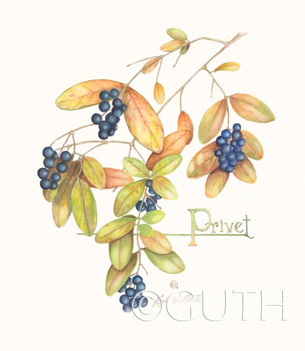 Common Privet by Gail Guth 